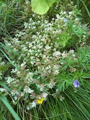 Sedum