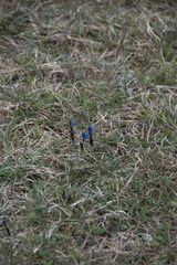 Gentiana verna