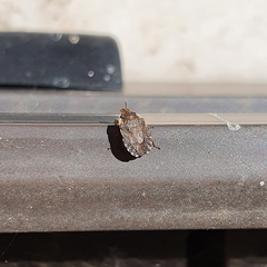 Sciocoris sideritidis