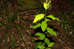 Dodonaea triquetra