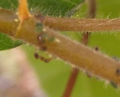 Pheidole megacephala