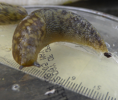 Limacus maculatus