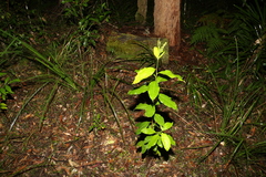 Dodonaea triquetra