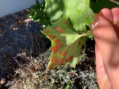 Colomerus vitis
