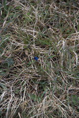 Gentiana verna