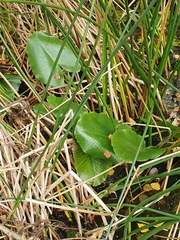 Nuphar lutea