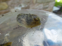 Limacus maculatus
