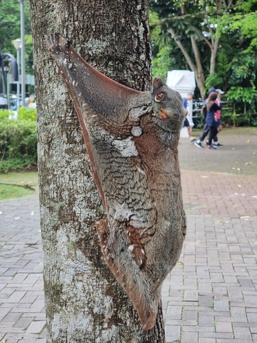 Sunda Colugo, Central Water Catchment, Singapore, photo 9 of 10