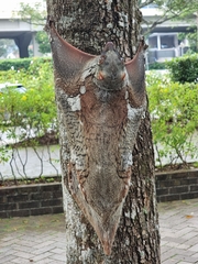 Galeopterus variegatus