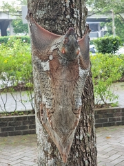 Galeopterus variegatus