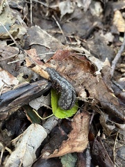 Philomycus flexuolaris