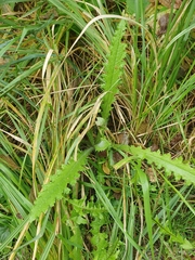 Cirsium palustre