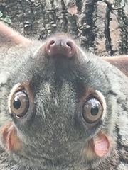 Galeopterus variegatus