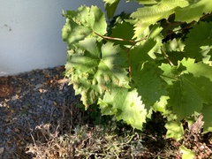 Colomerus vitis