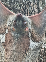Galeopterus variegatus
