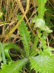 Cirsium palustre