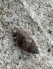 Bulimulus guadalupensis