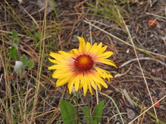 Gaillardia