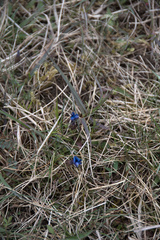 Gentiana verna