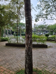 Galeopterus variegatus