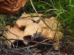 Cystoderma