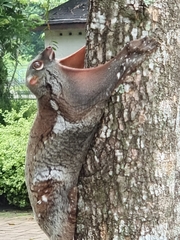 Galeopterus variegatus