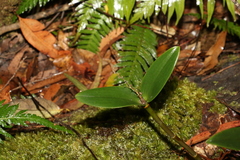 Dendrobium aemulum