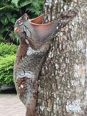 Galeopterus variegatus