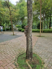 Galeopterus variegatus