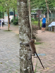 Galeopterus variegatus