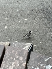 Motacilla alba yarrellii