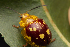 Paropsis maculata