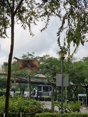 Galeopterus variegatus