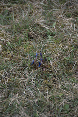 Gentiana verna