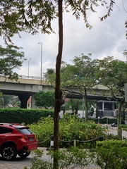 Galeopterus variegatus