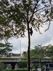 Galeopterus variegatus