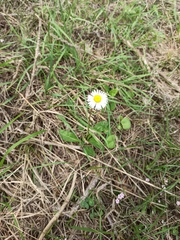 Bellis sylvestris