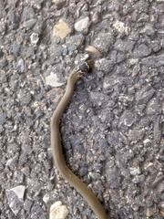 Hierophis viridiflavus