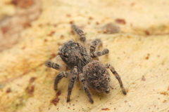 Maratus