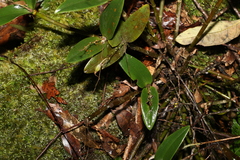 Dendrobium aemulum