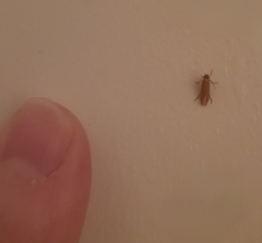 Tineola bisselliella