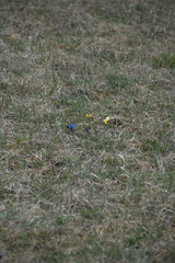 Gentiana verna