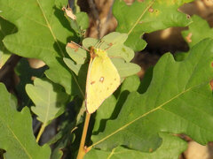 Colias croceus