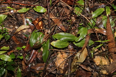 Chiloglottis