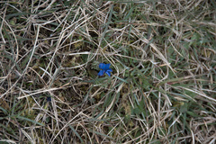 Gentiana verna