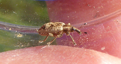 Hypera rumicis