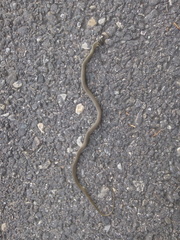 Hierophis viridiflavus