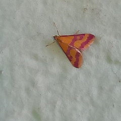 Pyrausta sanguinalis