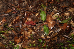 Chiloglottis