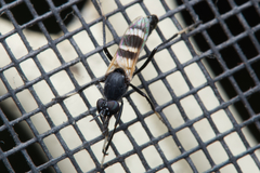 Acupalpa divisa